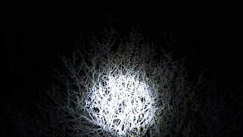 (bushes rustling)