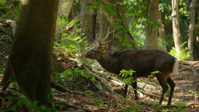 But a distracted stag becomes
