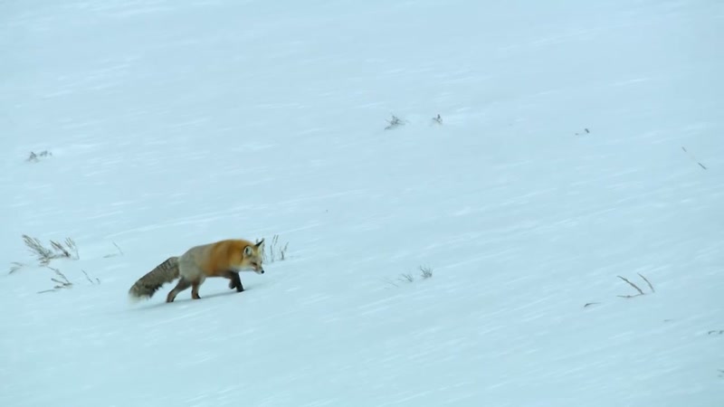 'But a fox is cunning and has excellent hearing