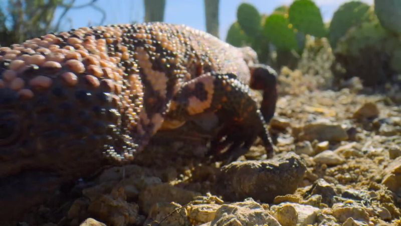 But a Gila monster hunts by smell