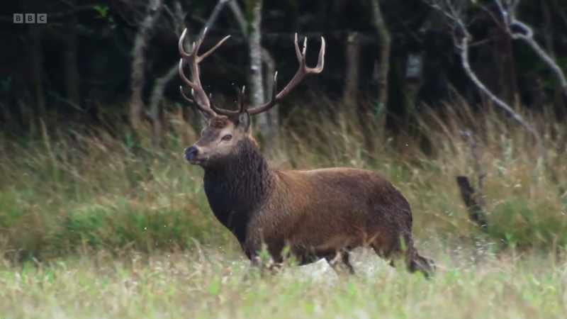 But a more experienced stag