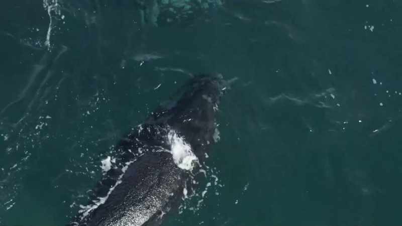 But a mother never lets her calf stray too far