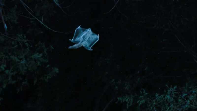 But a recent discovery has exposed an even more spectacular hidden talent