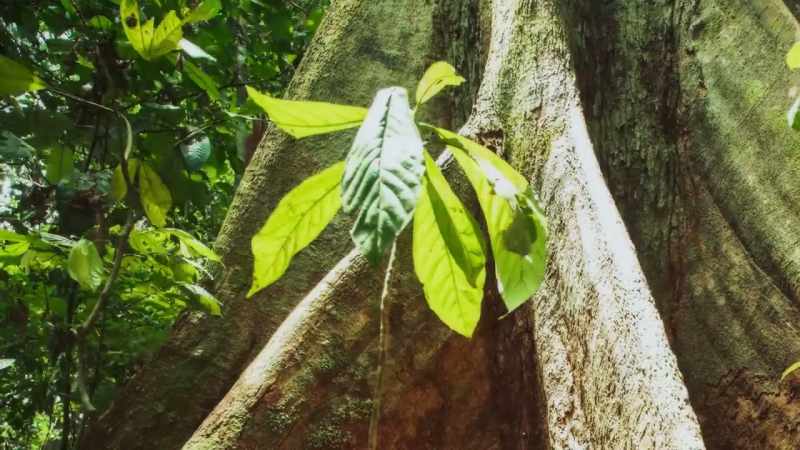 But a seedling will have to overcome many more dangers