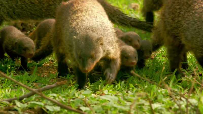 But a warthog's burden is a mongoose's banquet