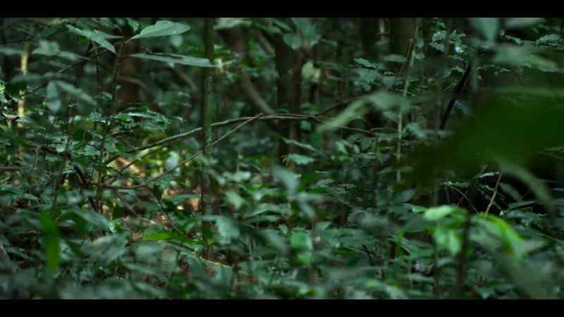 But as a young chimp