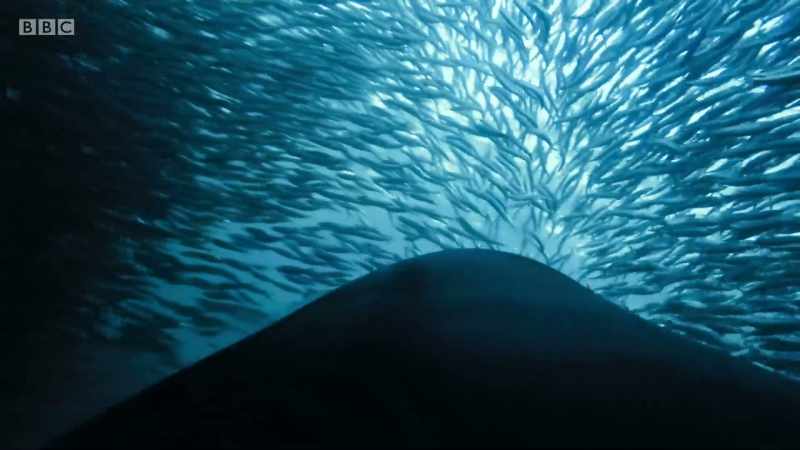 But all this underwater noise attracts others