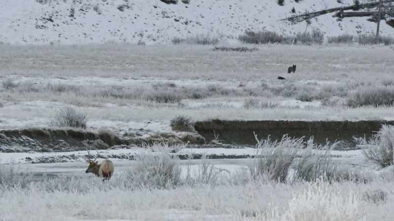 But alone, blacktail has almost no chance of taking it down