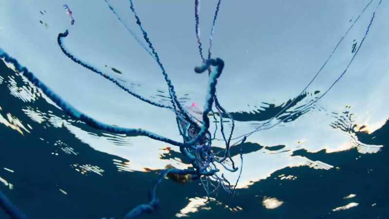 But among its lethal tentacles