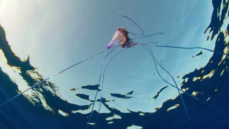 But among the jellies