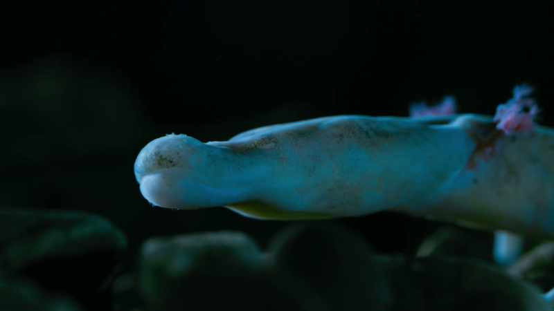 But an olm can go without a meal for a decade