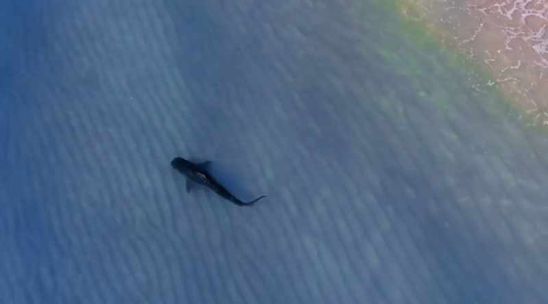 But they aren't the only sharks coming closer and closer