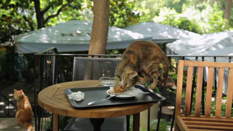 But at home, and I know from my own cats