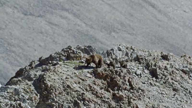 But each August, a hidden feast lures bears to the high alpine