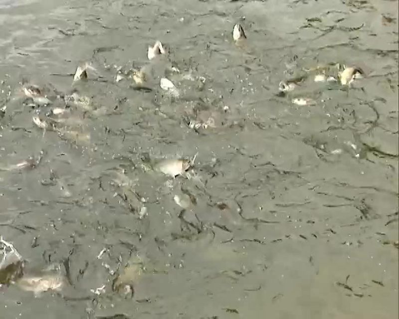 BUT BEFORE THEY LEAVE, THE FARMER MATES THEM