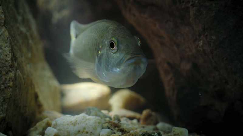 But this burtoni cichlid has been hijacked