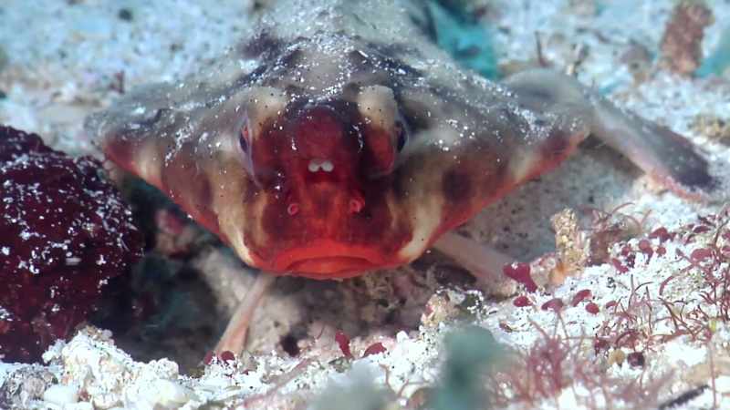 But, by far, the physical attribute this fish is most famous for