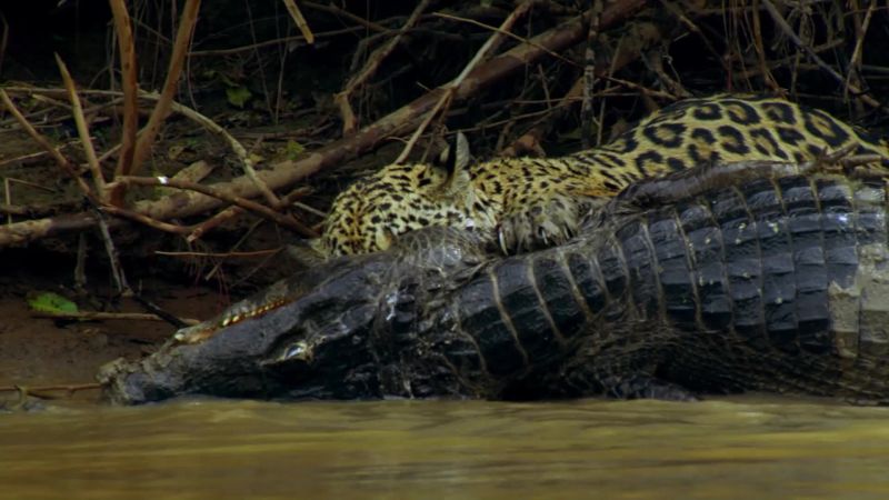 But this caiman is much more than a mouthful