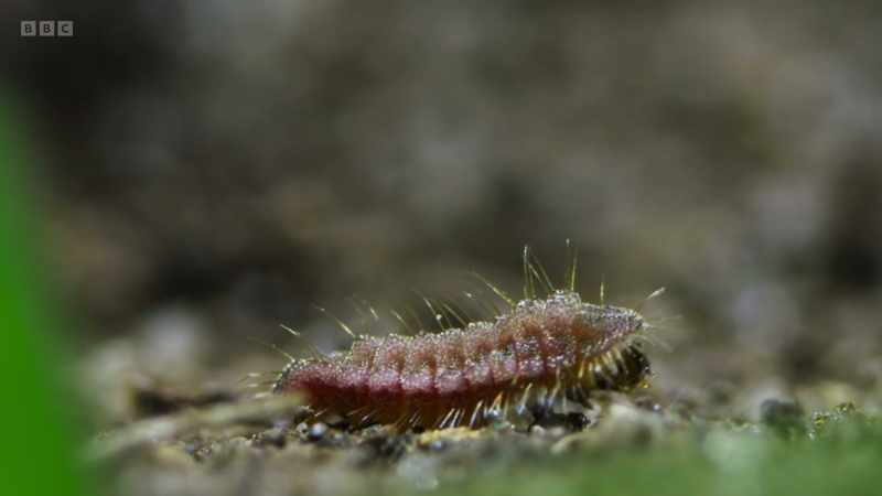 But this caterpillar is a master trickster
