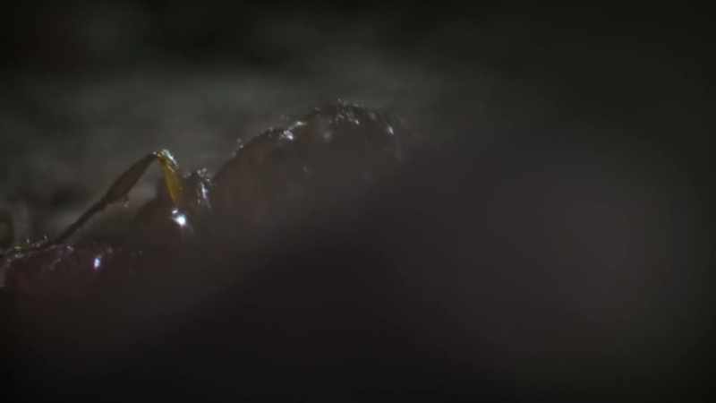 But this caterpillar