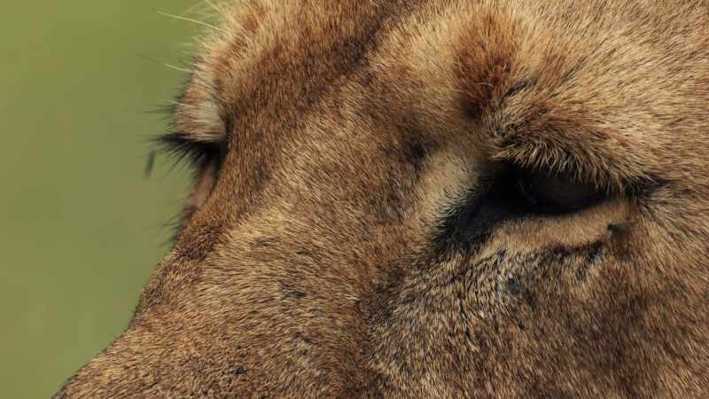 But Charm still needs to get the remaining four female cubs