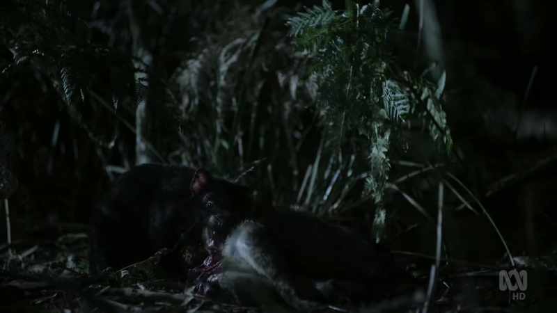 But her competitor won't let the carcass go that easily