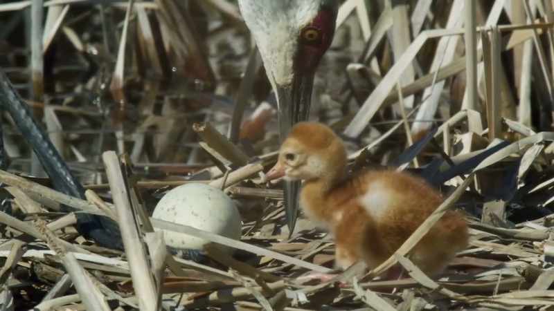 But concern for the egg is quickly pushed aside