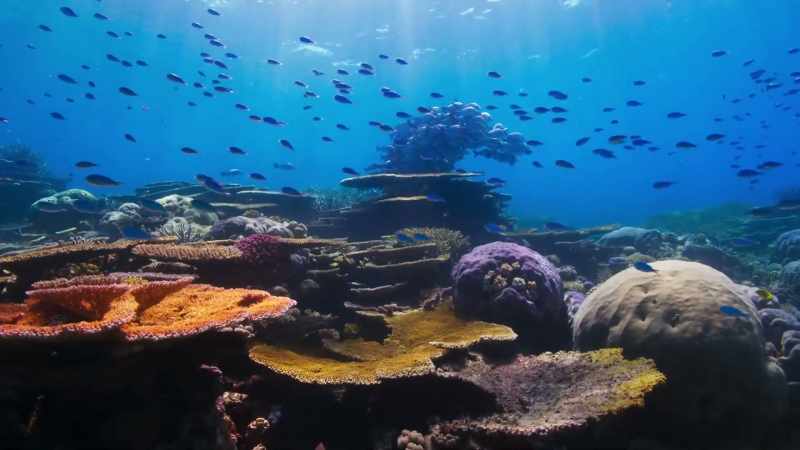 but coral reefs can regenerate