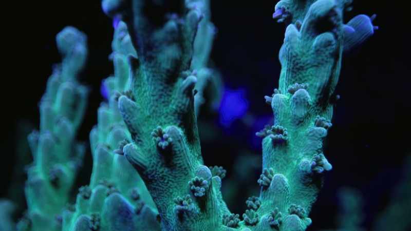 But if corals are subjected to prolonged