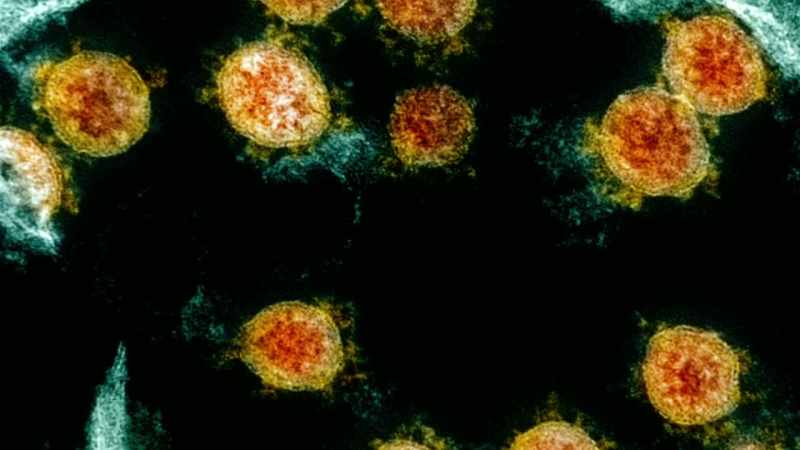 But coronaviruses were first identified in 1965