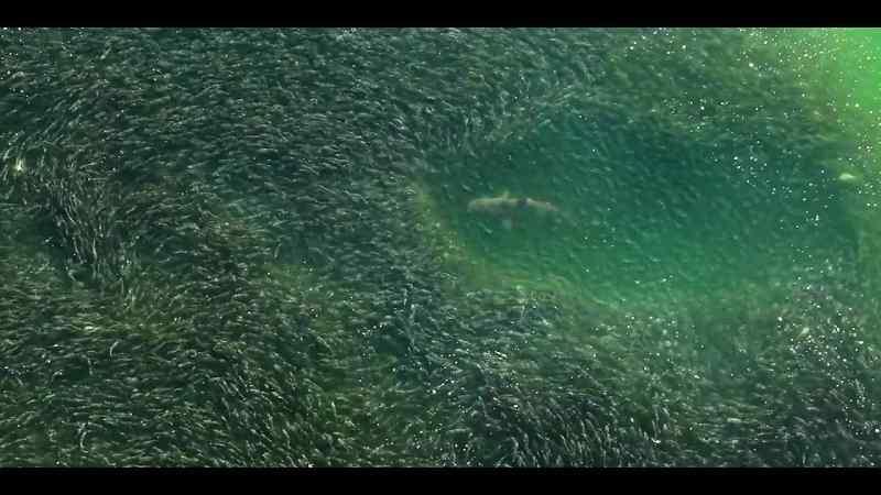 But despite their numbers, menhaden are not easy to catch