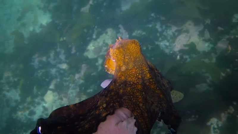 But she didn't. She just rode on my hand right to the surface