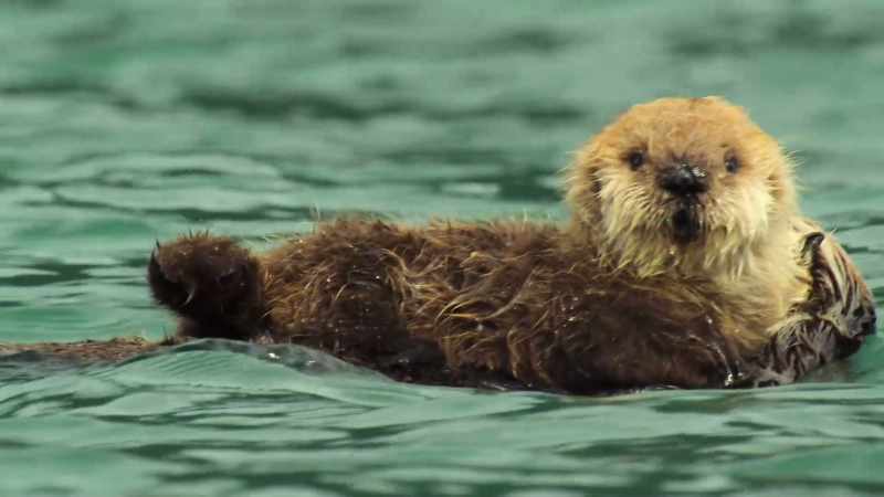 But diving for food