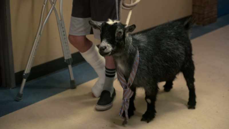 But do what goats do and get me expelled