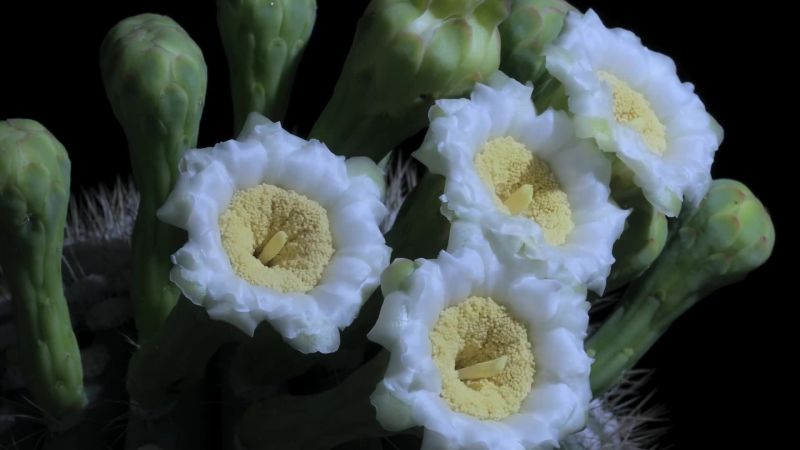 But when each flower opens, the cactus loses precious water