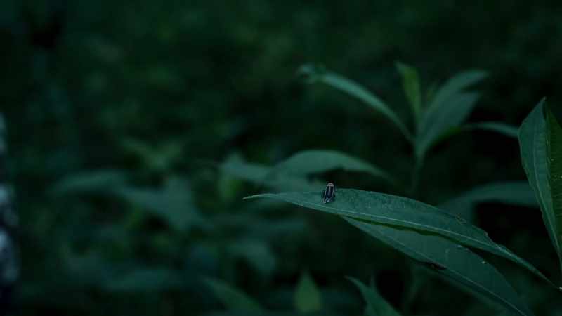 But for every firefly that gets caught