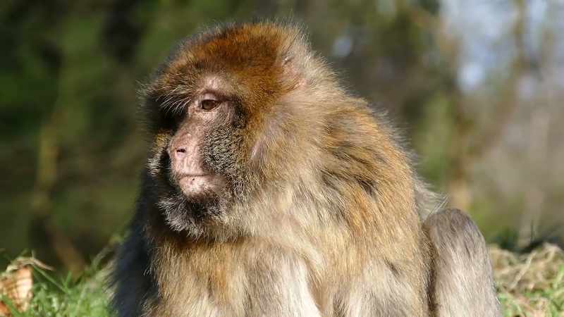 But evolving primates were deliberately
