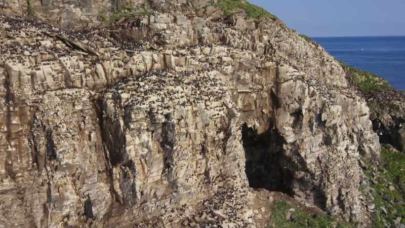But to feed, seabirds must still master the ocean world beyond