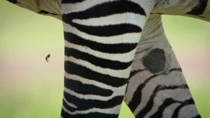 But few actually land on the zebra