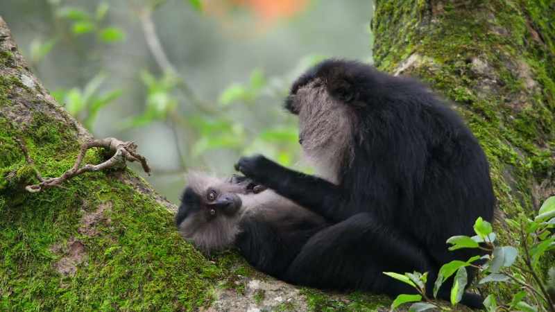 But few monkeys travel very far