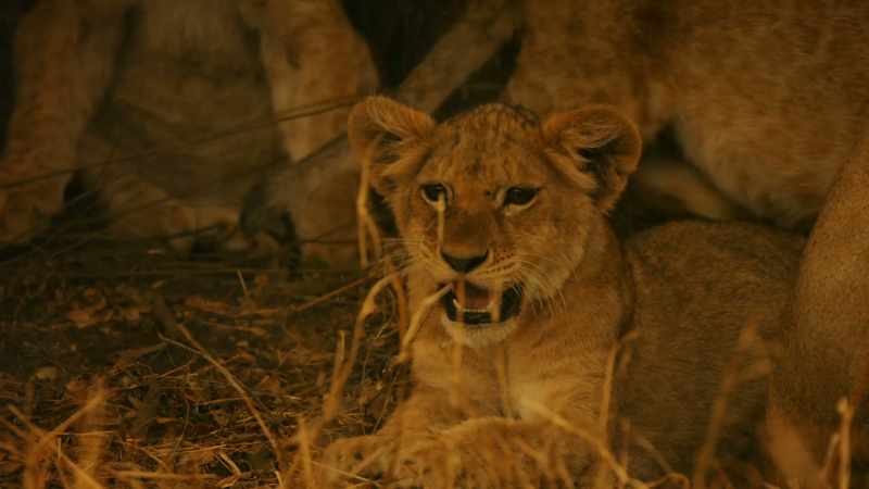 But first, they'll kill their cubs
