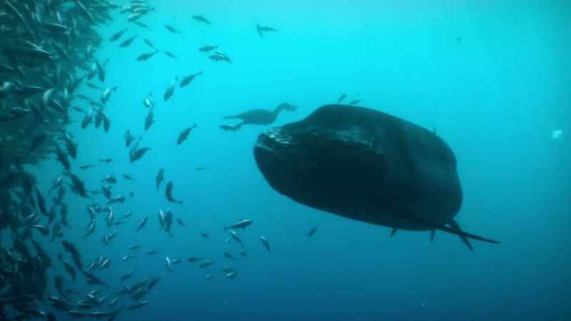 But as fish numbers dwindle, the X-fish turn their attention elsewhere