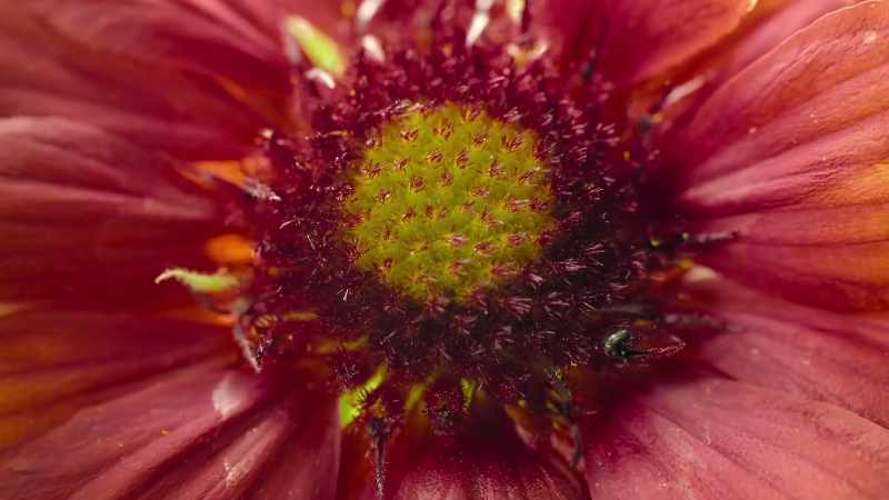 but flowers