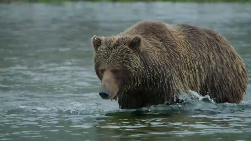 'But this grizzly bear