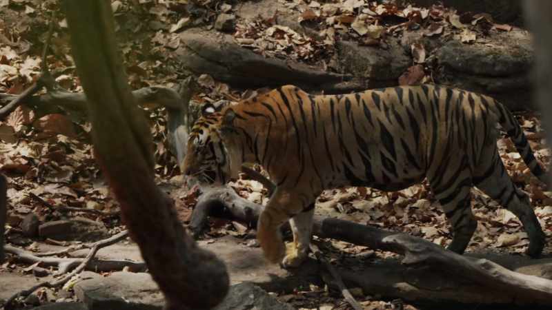 But while he is patrolling the forest, other males will keep away