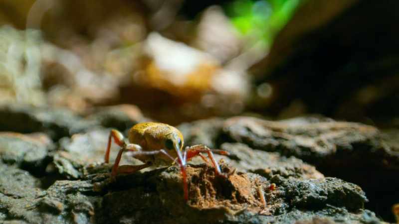 But this Herculean task looks simple compared to an acorn weevil's