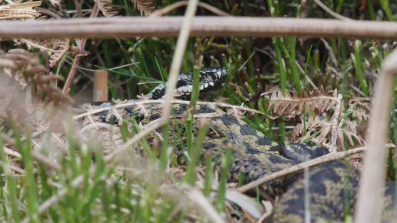 But he's not the only one around here searching for a mate