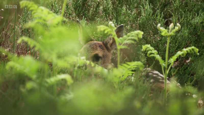 But hiding silently nearby is her second fawn