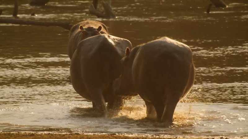 But this hippo's a whole different ball game
