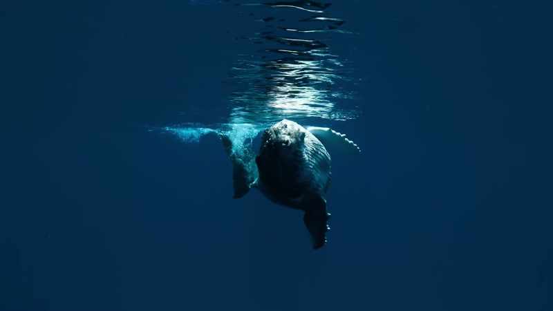 But how to navigate 3,000 miles through a featureless ocean
